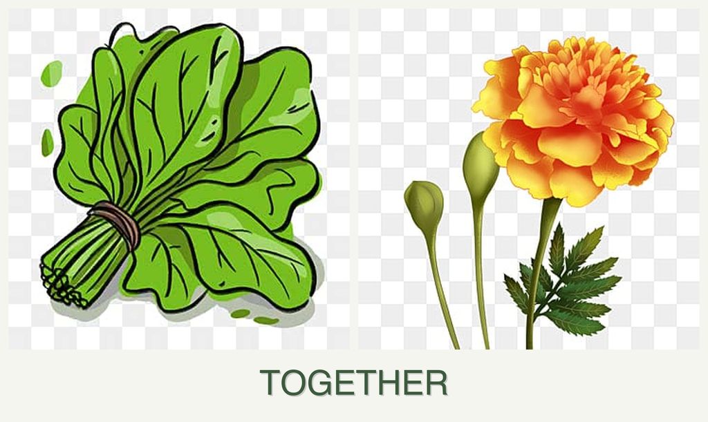 Can you plant spinach and marigolds together?