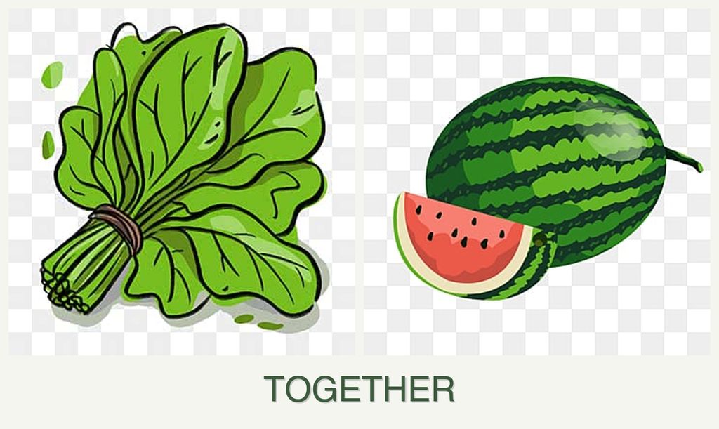 Can you plant spinach and melons together?