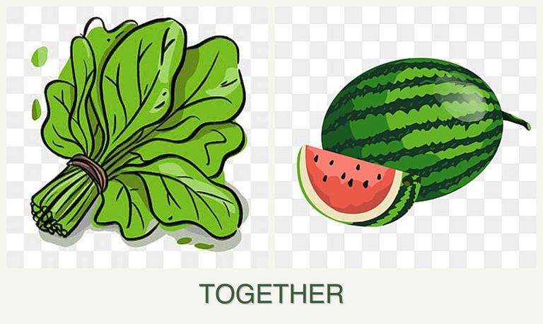 Can you plant spinach and melons together?