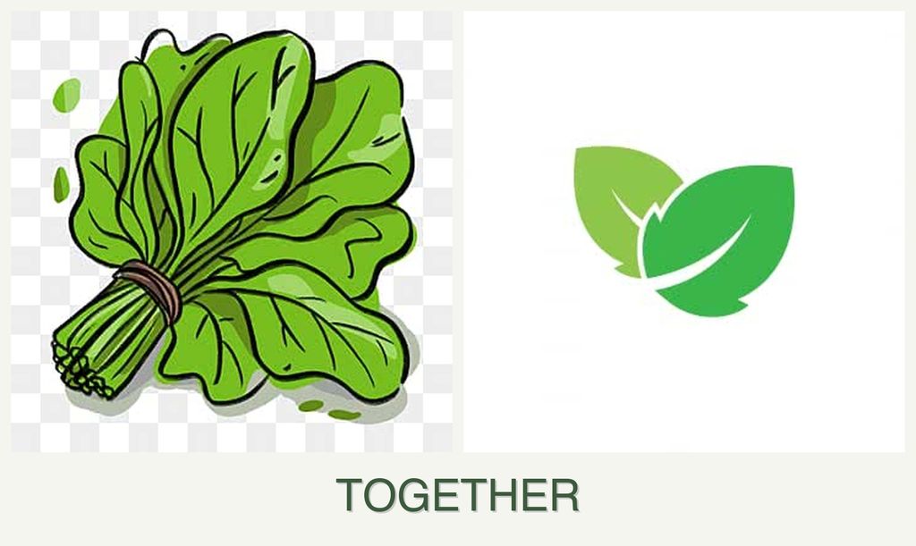 Can you plant spinach and mint together?