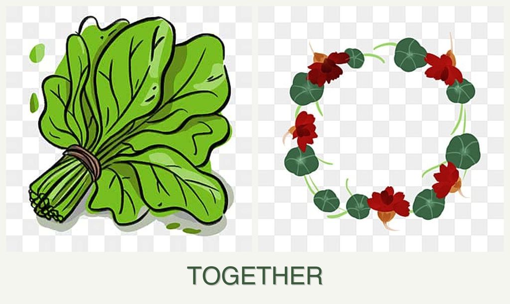 Can you plant spinach and nasturtiums together?