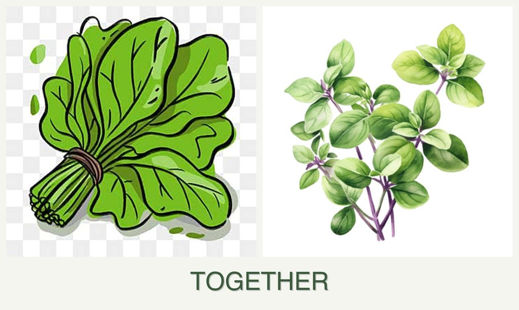 Can you plant spinach and oregano together?