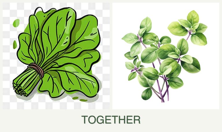 Can you plant spinach and oregano together?
