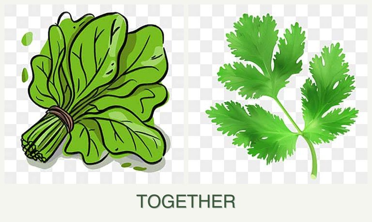 Can you plant spinach and parsley together?