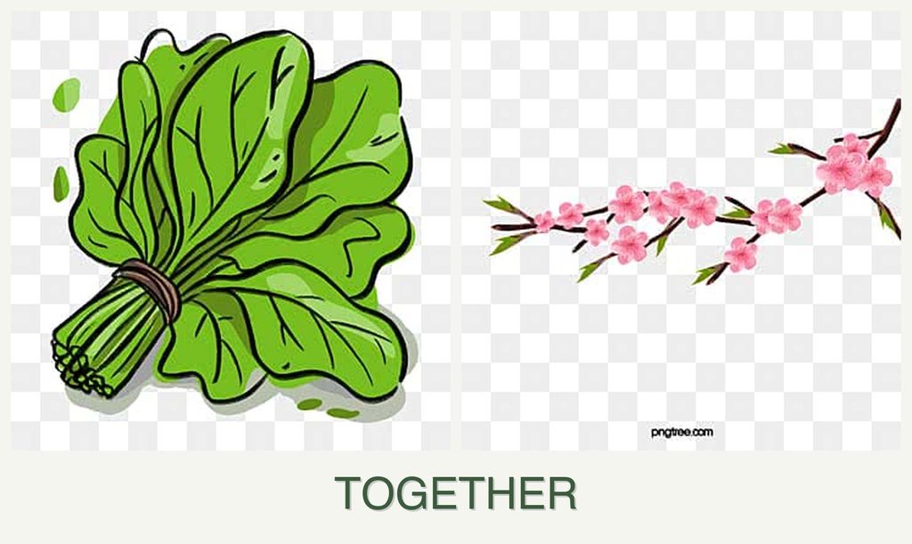 Can you plant spinach and peaches together?