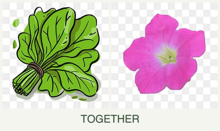 Can you plant spinach and petunias together?