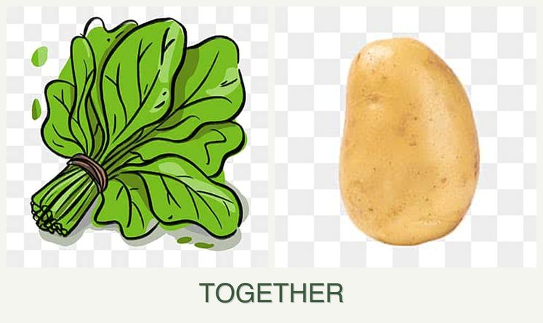 Can you plant spinach and potatoes together?