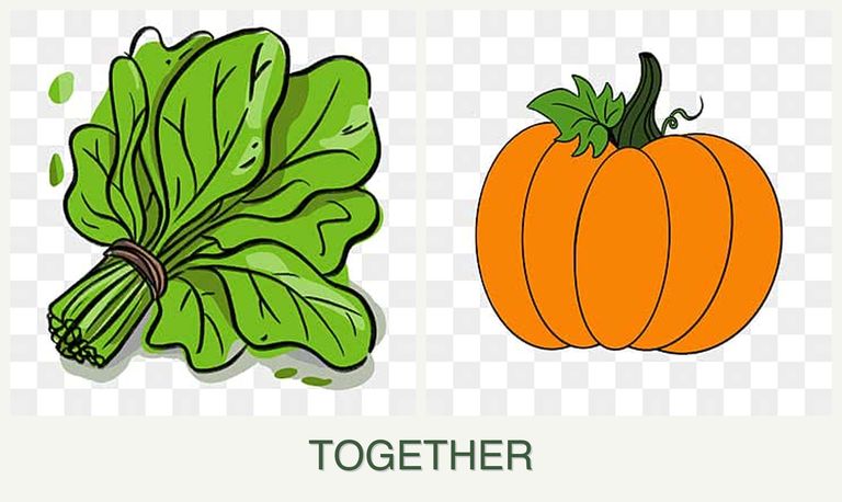 Can you plant spinach and pumpkin together?