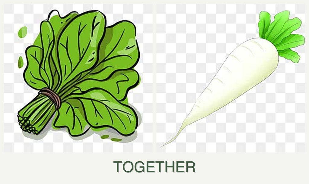 Can you plant spinach and radishes together?