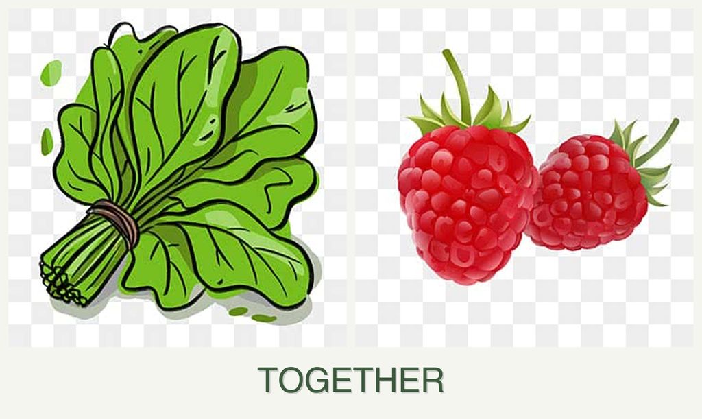 Can you plant spinach and raspberries together?