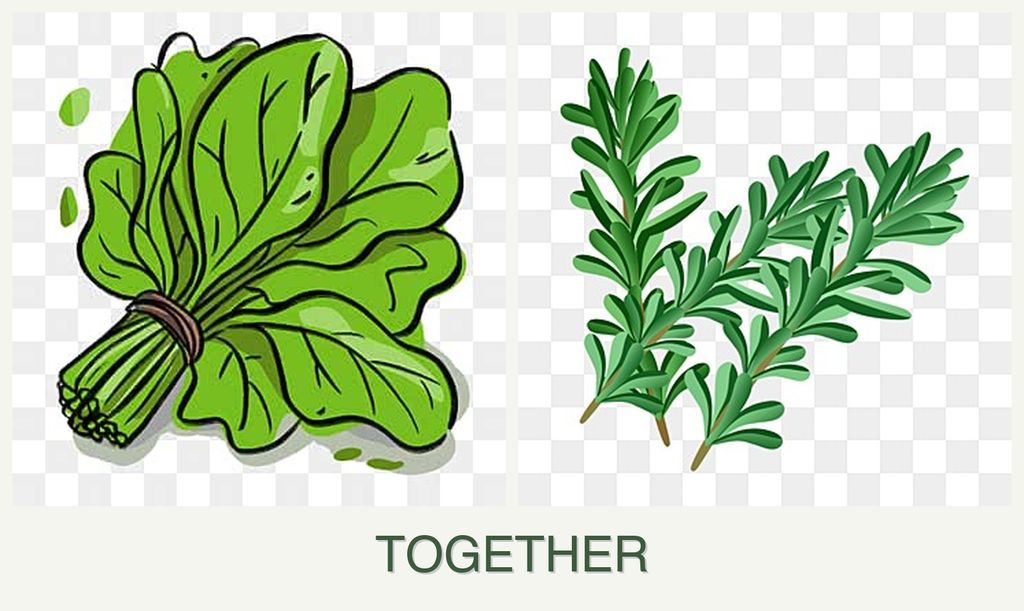Can you plant spinach and rosemary together?
