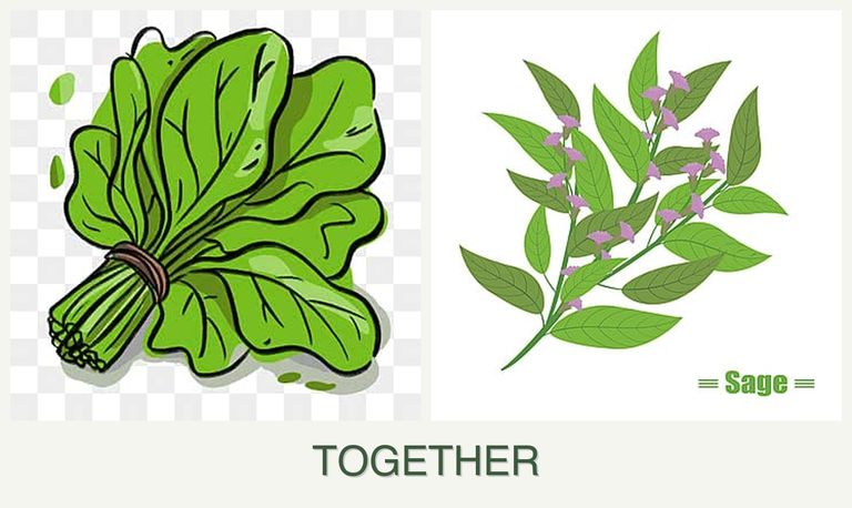 Can you plant spinach and sage together?