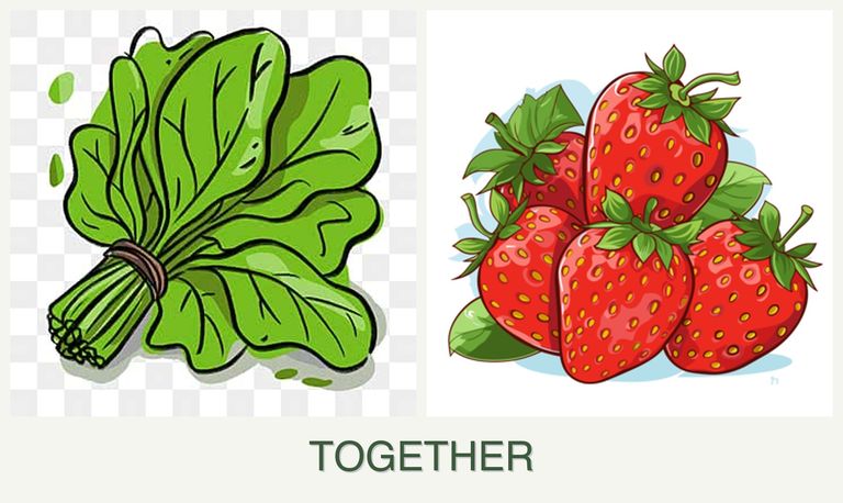 Can you plant spinach and strawberries together?