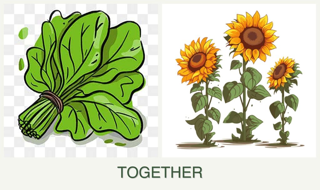 Can you plant spinach and sunflowers together?