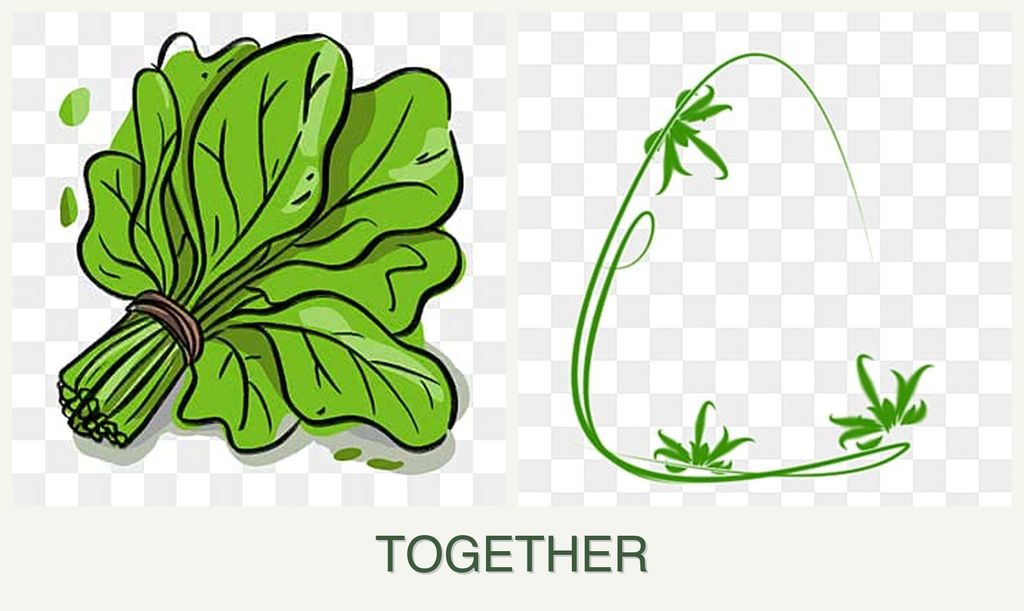Can you plant spinach and tarragon together?