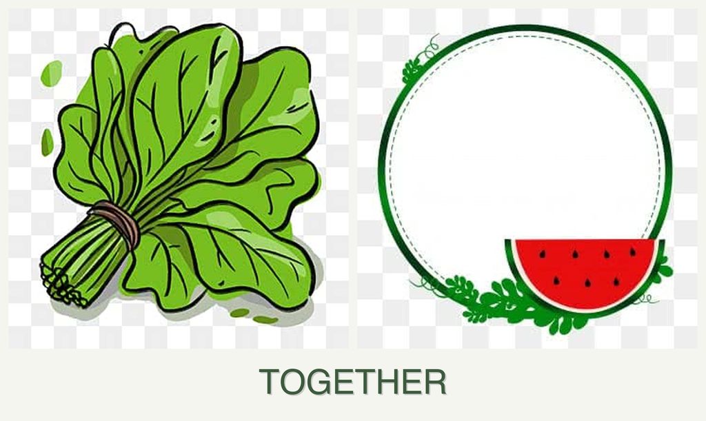 Can you plant spinach and watermelons together?