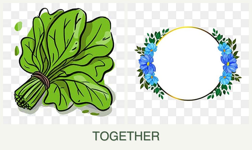 Can you plant spinach and zinnias together?