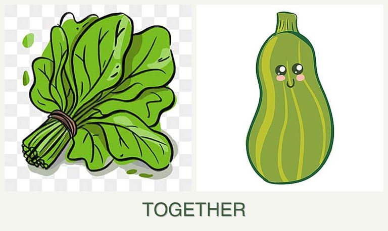 Can you plant spinach and zucchini together?