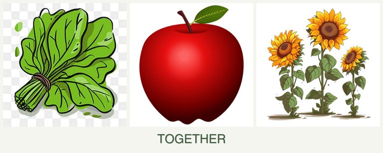 Can you plant spinach, apples and sunflowers together?