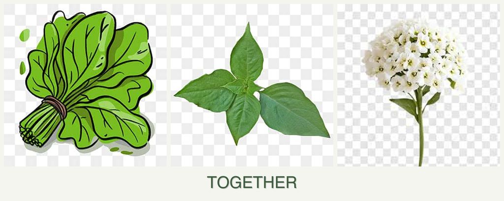 Can you plant spinach, basil and alyssum together?