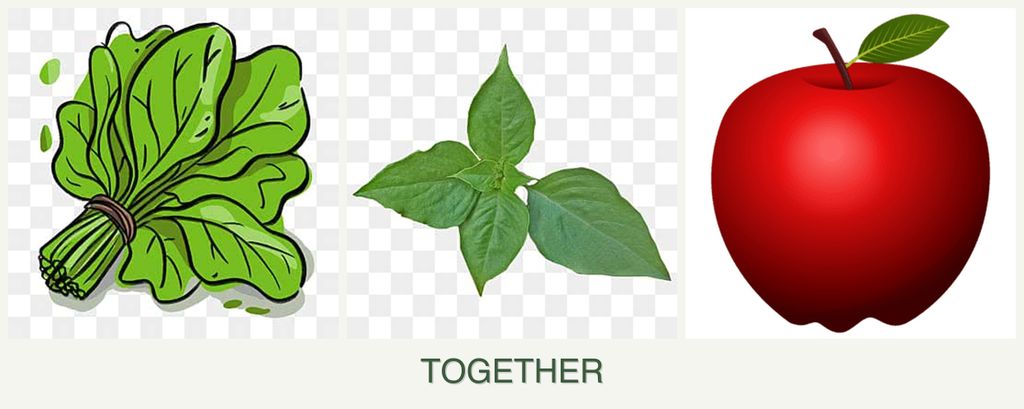 Can you plant spinach, basil and apples together?