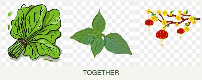 Can you plant spinach, basil and apricots together?