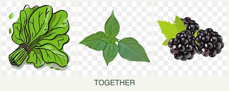 Can you plant spinach, basil and blackberries together?