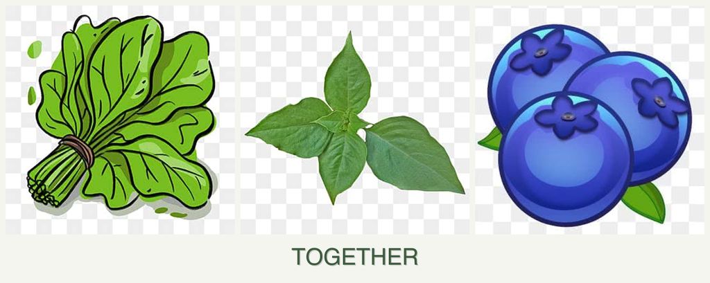 Can you plant spinach, basil and blueberries together?