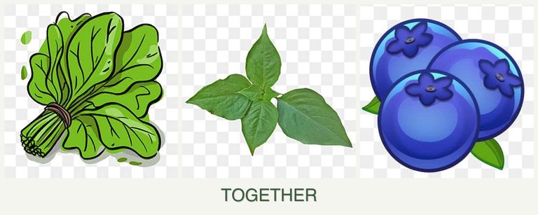 Can you plant spinach, basil and blueberries together?