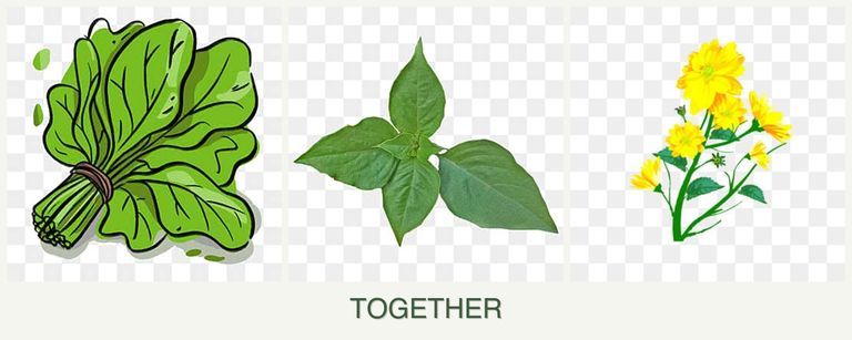 Can you plant spinach, basil and calendula together?