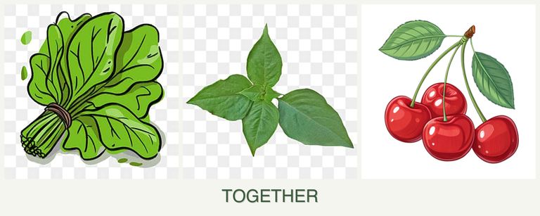 Can you plant spinach, basil and cherries together?