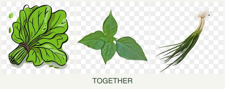 Can you plant spinach, basil and chives together?