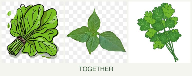 Can you plant spinach, basil and cilantro together?