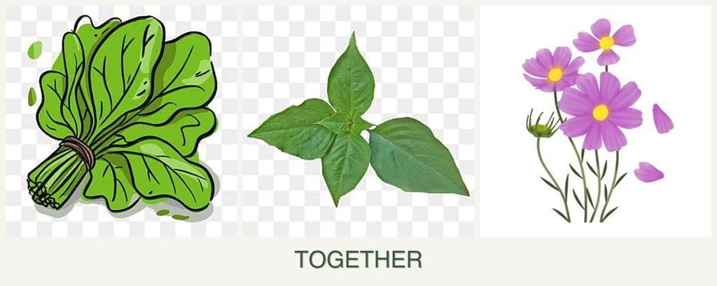 Can you plant spinach, basil and cosmos together?