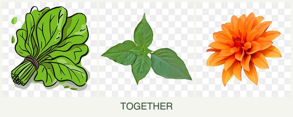 Can you plant spinach, basil and dahlias together?