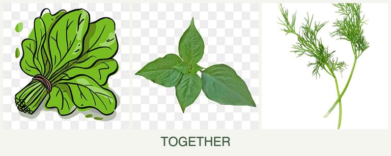 Can you plant spinach, basil and dill together?