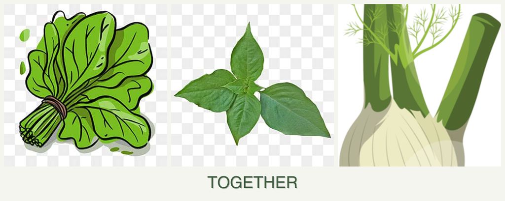 Can you plant spinach, basil and fennel together?