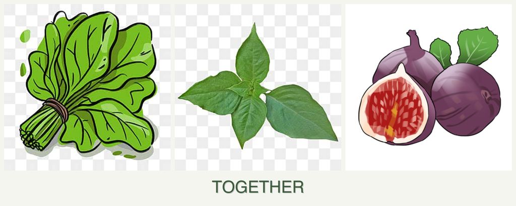 Can you plant spinach, basil and figs together?