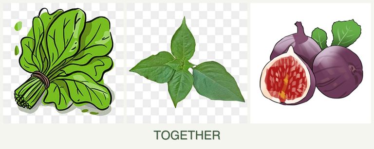 Can you plant spinach, basil and figs together?