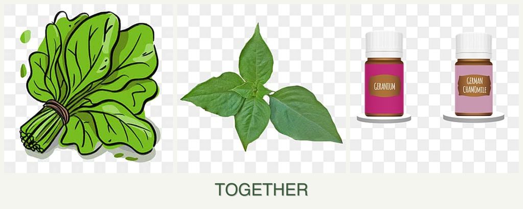Can you plant spinach, basil and geraniums together?