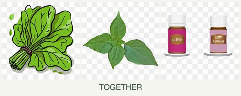 Can you plant spinach, basil and geraniums together?