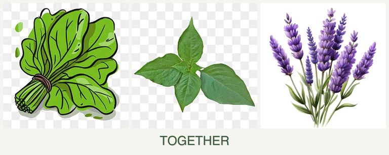 Can you plant spinach, basil and lavender together?
