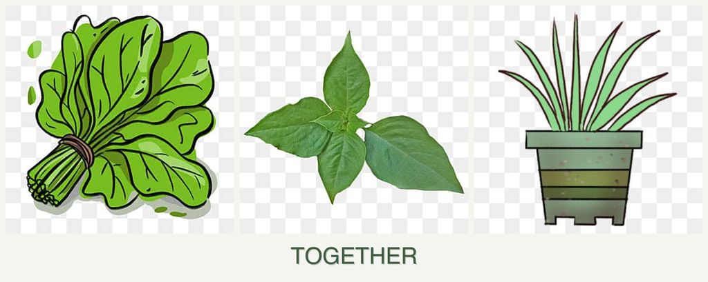 Can you plant spinach, basil and lemongrass together?