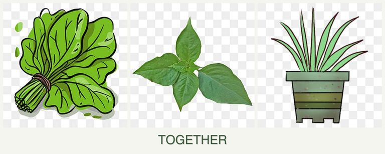 Can you plant spinach, basil and lemongrass together?
