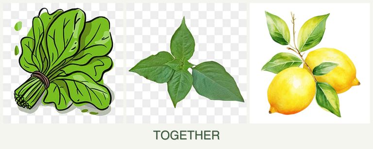 Can you plant spinach, basil and lemons together?