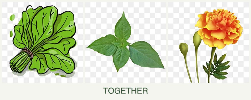 Can you plant spinach, basil and marigolds together?