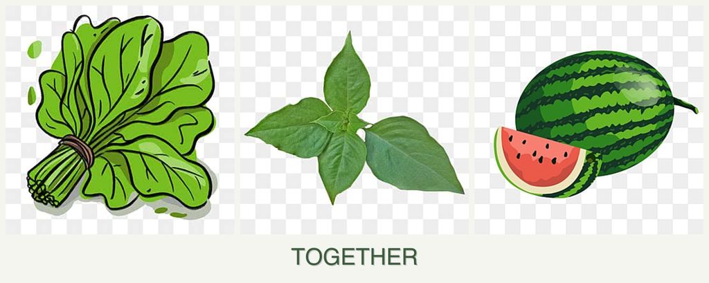 Can you plant spinach, basil and melons together?