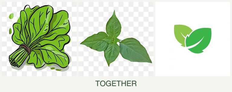 Can you plant spinach, basil and mint together?
