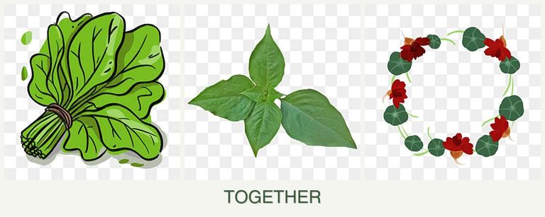 Can you plant spinach, basil and nasturtiums together?