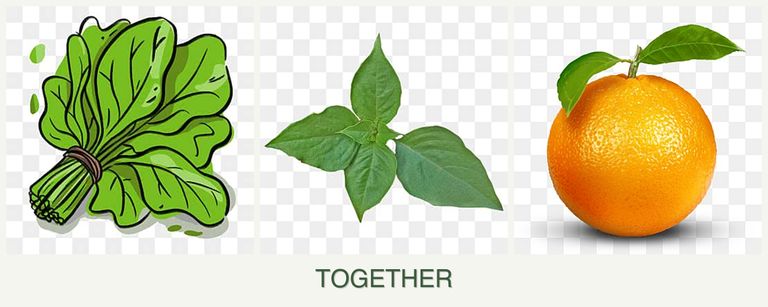 Can you plant spinach, basil and oranges together?